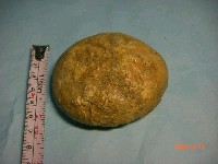 藏品(日本楯海膽 (日本盾海膽))的圖片